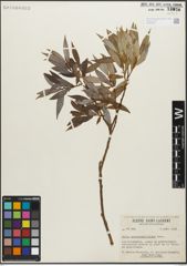 Foto von Salix glaucophylloides Fernald